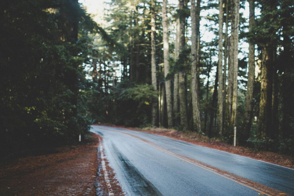 A quiet, winding road cutting through a dense forest of tall evergreen trees. The road is wet, possibly from recent rain, and reflects the surrounding light. Fallen pine needles and leaves line the edges of the pavement.
